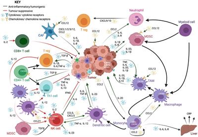 Crosstalk Between Inflammatory Signaling and Methylation in Cancer